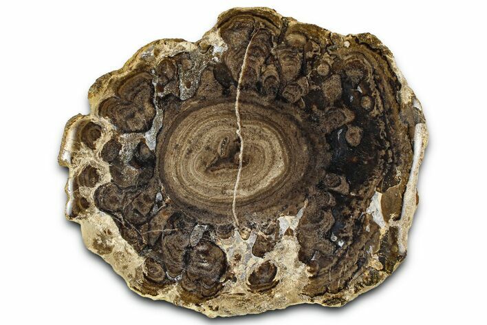 Polished Fossil Stromatolite Colony - Utah #365937